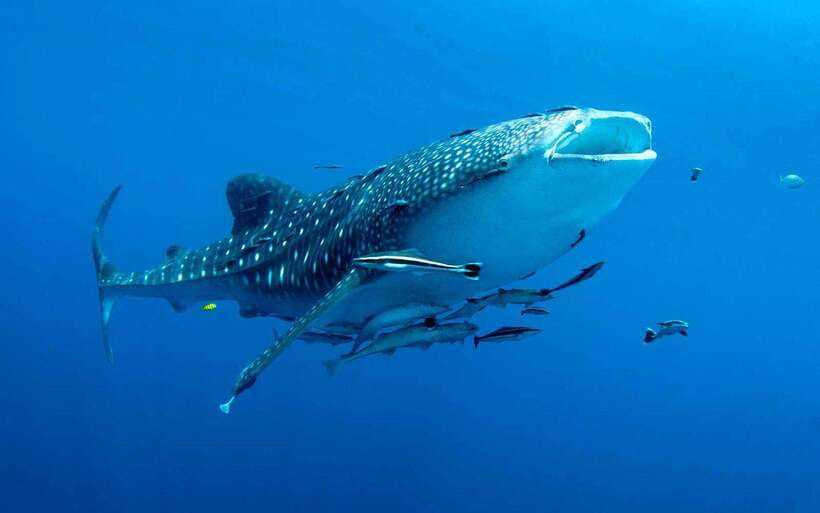 Cebu: Whale Sharks, Tumalog Falls, and Monkey Sanctuary Tour - Key Reasons This Tour Works Well