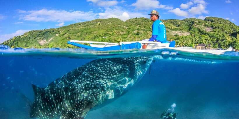 Cebu: Whale Sharks, Tumalog Falls, and Monkey Sanctuary Tour - Monkey Sanctuary Visit: Fruit, Play, and Conservation Lessons