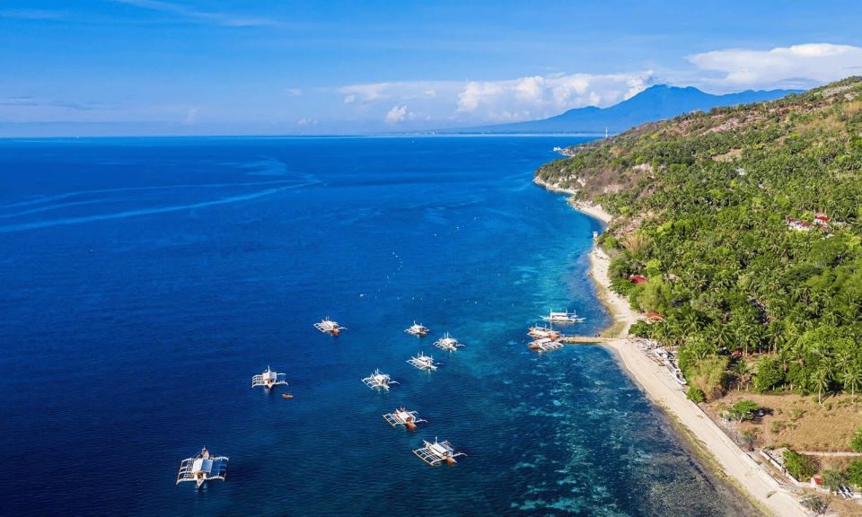 Cebu: Whale Sharks, Tumalog Falls, and Monkey Sanctuary Tour - Lunch, Brunch, and the Fresh Coconut Treat