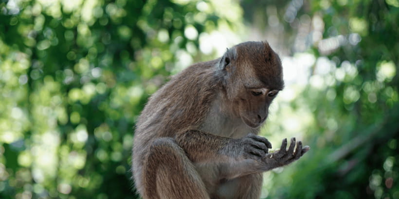 Cebu: Whale Sharks, Tumalog Falls, and Monkey Sanctuary Tour - Price and Value: Does $121 Make Sense for This Wildlife Day?