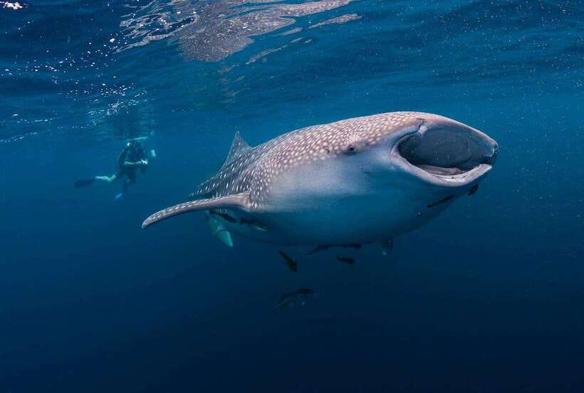 Cebu: Whaleshark Encounter, Sumilon Sandbar & Tumalog Falls - Key things that make this tour worth your attention