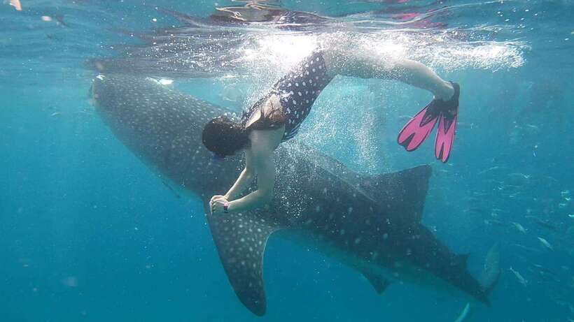 Cebu: Whaleshark Encounter, Tumalog Falls & Sumilon Sandbar - Oslob Morning: How Whale Sharks Fit Into a Busy Day