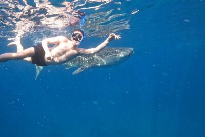 Cebu Whaleshark Tour - Oslob whale shark watching: snorkel time, safety gear, and what to expect