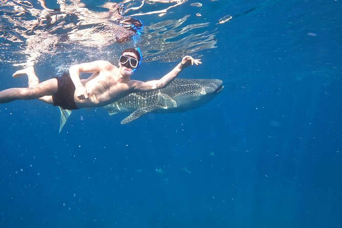 Cebu Whaleshark Tour - Oslob whale shark watching: snorkel time, safety gear, and what to expect