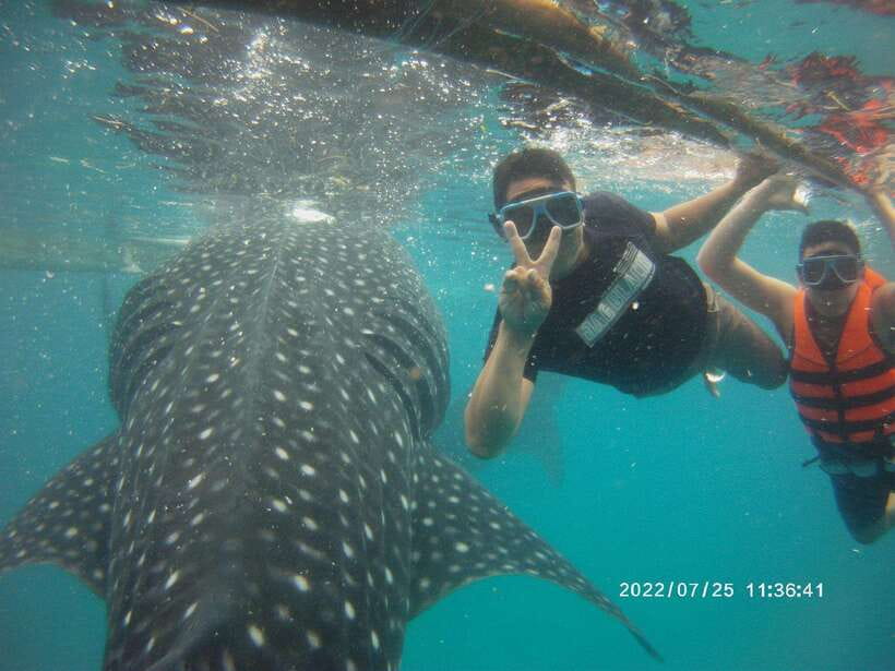 Cebu: WhaleShark , Tumalog Falls, & Sardine Run Snorkeling - Key moments that make this day work