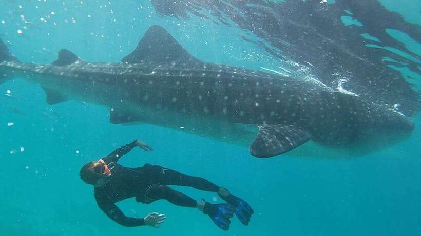 Cebu: WhaleShark , Tumalog Falls, & Sardine Run Snorkeling - How the day starts with Cebu hotel pickup