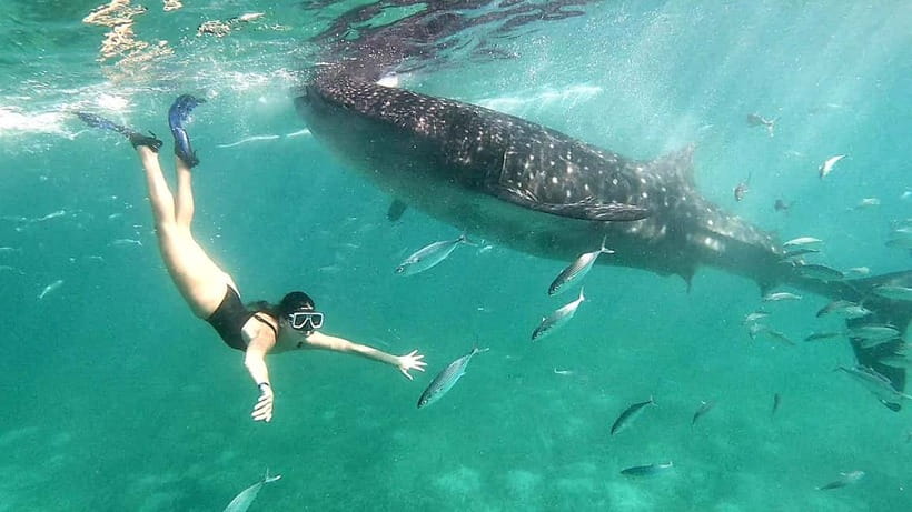 Cebu:Oslob Whale Shark Swimming & Kawasan Falls Canyoneering - The Big Picture: Worth It or Too Much?