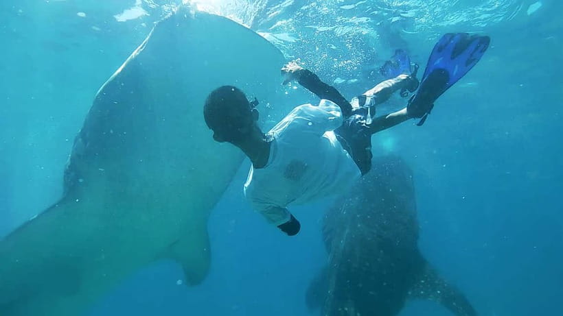 Cebu:Oslob Whale Shark Swimming & Kawasan Falls Canyoneering - Key Points You’ll Feel Fast