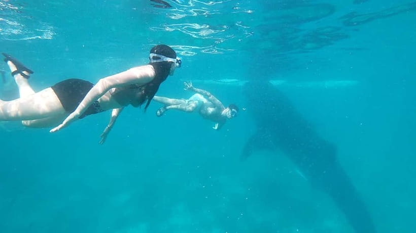 Cebu:Oslob Whale Shark Swimming & Kawasan Falls Canyoneering - What’s Included vs Not: The Budget Reality