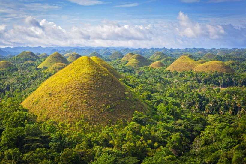 From Cebu City: Bohol Island Highlights in One Day - Man-Made Forest (mahogany trees) stop: quick shade, easy photos