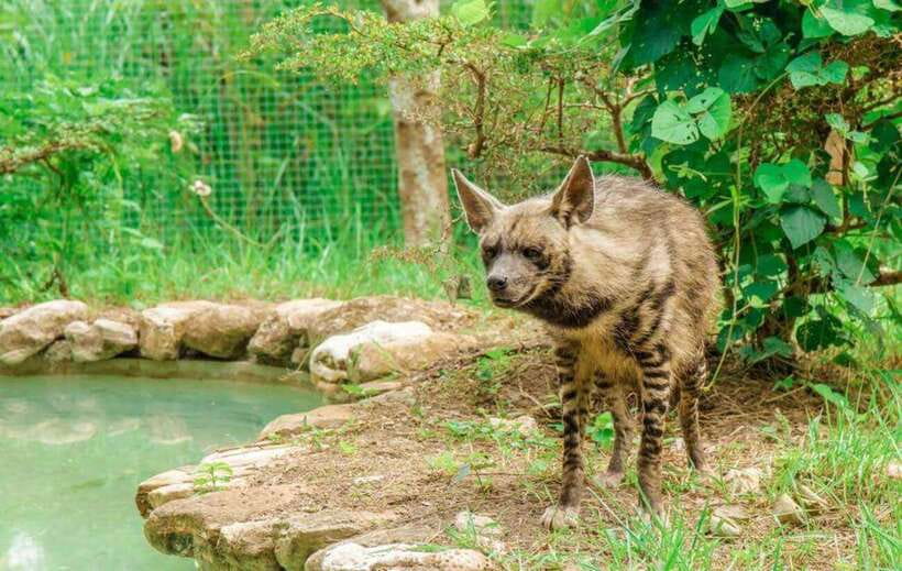 From Cebu City: Cebu Safari and Adventure Park Day Tour - White Lion Safari: The big draw, plus a close-up viewing mindset
