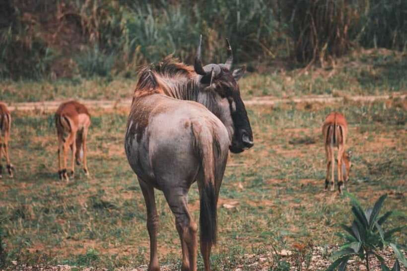 From Cebu City: Cebu Safari and Adventure Park Day Tour - Price and value: Is $90 worth it for your kind of day?