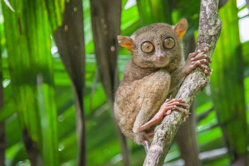 From Cebu: Day Trip to Bohol Highlights - Pickup in Cebu and Mactan: Smooth When It’s On Time