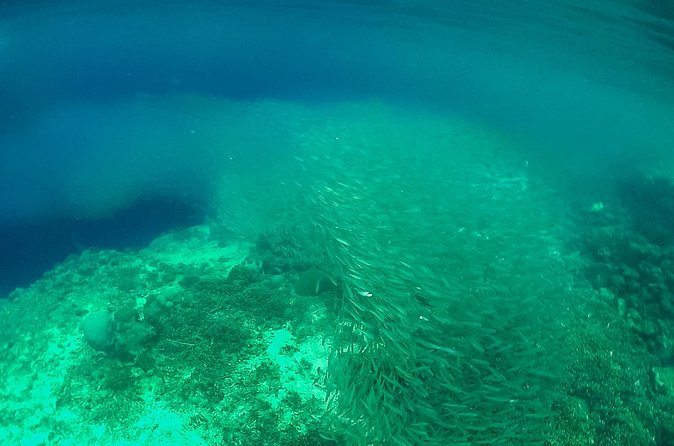 Full-Day Moalboal Islands and Kawasan Falls Small-Group Tour from Cebu - Pescador Island snorkeling: what you’re doing on the boat stop