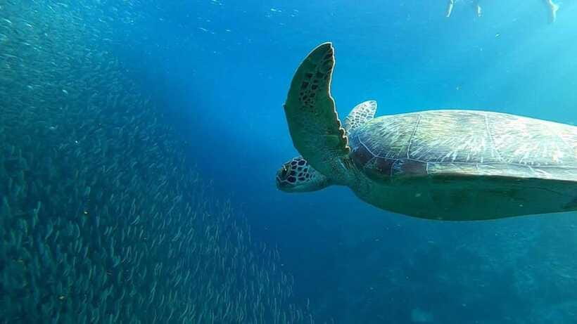 Moalboal: Pescador Island Hopping Adventure and Sardine Run - Lunch Break in Moalboal: Timing and What to Budget