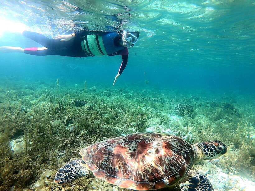 Moalboal: Sardine Run Snorkeling & Kawasan Canyoneering - Key highlights you’ll care about