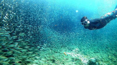 Moalboal: Sardine Run Snorkeling & Kawasan Canyoneering - Moalboal Sardine Run snorkeling: what you’ll actually see