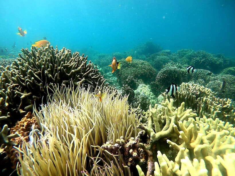 Moalboal: Sardine Run, Turtles and Pescador Island Hopping - What to bring so you stay comfortable all day