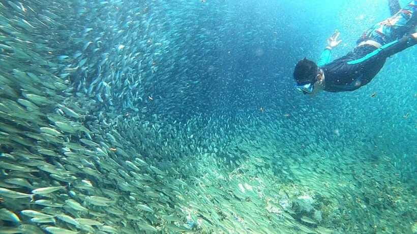 Moalboal: Sardine Run, Turtles and Pescador Island Hopping - Panagsama Beach and the Sardine Run show (from near shore)