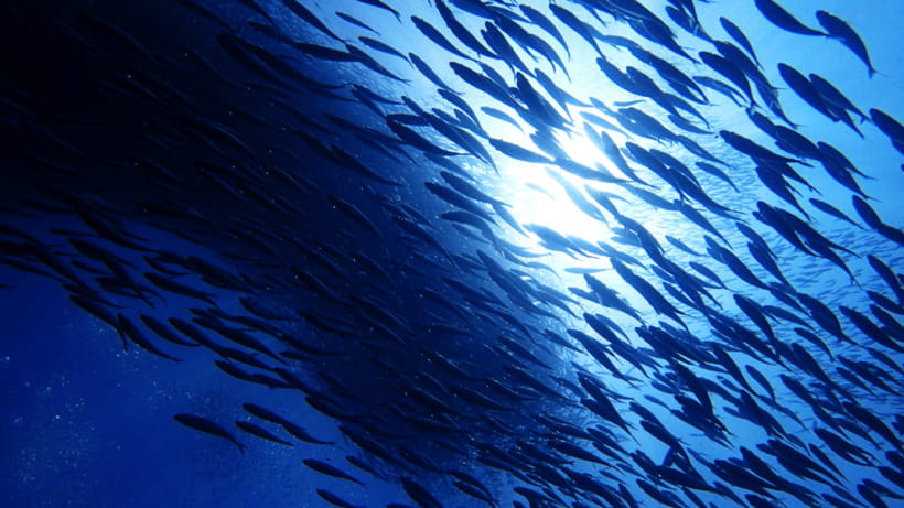 Moalboal Sardines Run Private Tour - Moalboal Sardine Run: the short trip to a huge spectacle