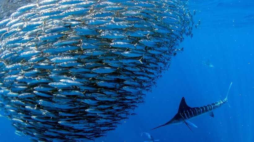 Moalboal Sardines Run Private Tour - The 1-hour flow: what happens from Panagsama Beach to back on shore