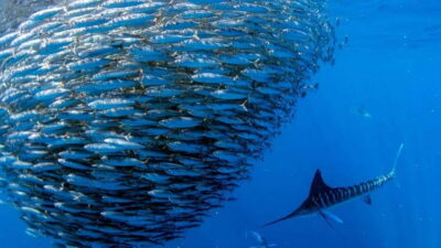 Moalboal Sardines Run Private Tour - Price and value: why $25 can be a smart deal