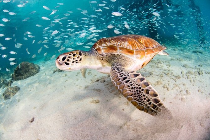 Moalboal Sardines Run Private Tour w/ Transfers Option - Key things to know before you go