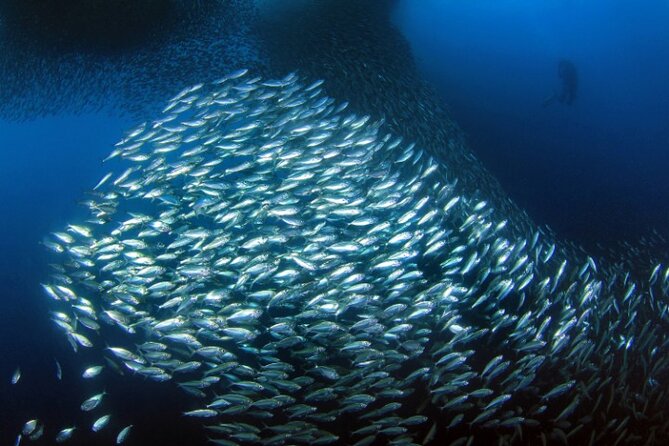 Moalboal Sardines Run Private Tour w/ Transfers Option - The Moalboal Sardine Run: what you’ll see at Panagsama Beach