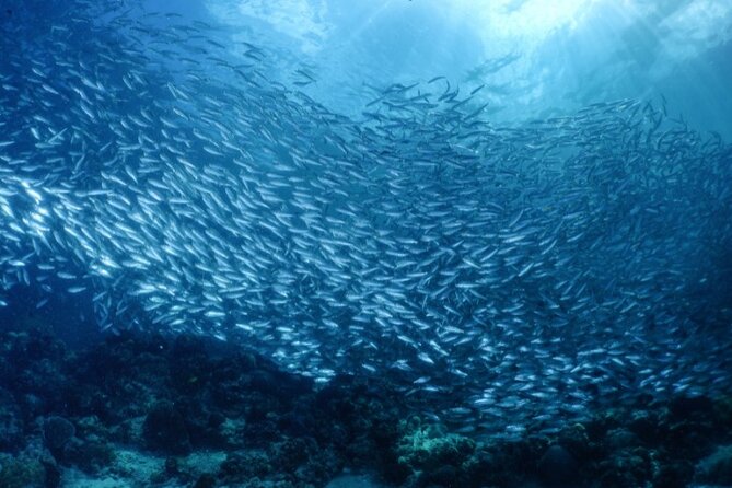 Moalboal Sardines Run Private Tour w/ Transfers Option - Gear and safety: masks, fins, and the life-jacket mindset