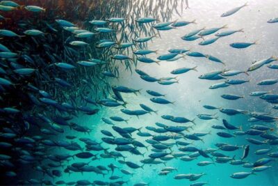 Moalboal Sardines Run Private Tour w/ Transfers Option - Private tour flow, guide attention, and that 1-hour comfort zone