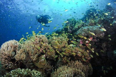 Moalboal: Scuba Diving and Pescador Island Hopping - The One-Day Plan: Pickup, Boat Ride, and Two Underwater Sessions