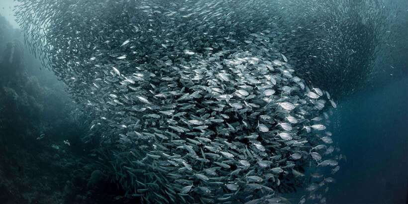 Moalboal with Canyoneering Tour (Shared Tour) - Moalboal sardine run: thousands of fish with real momentum