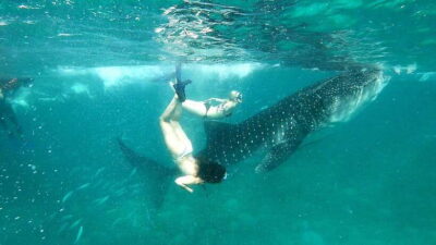 Oslob Cebu: Whale Shark Watching Day Tour - Pickup and timing: plan your day around two big chunks