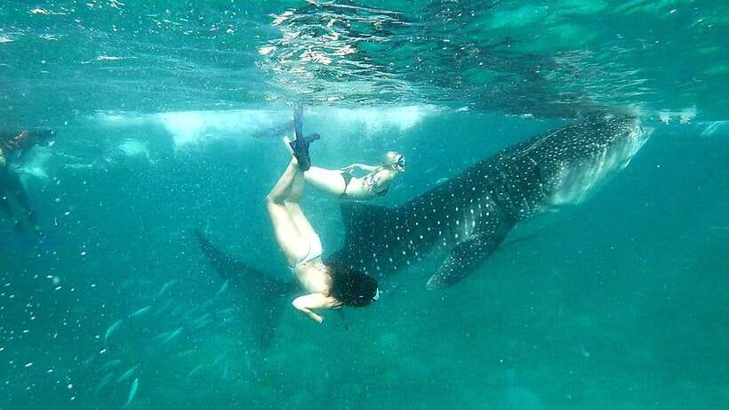 Oslob Cebu: Whale Shark Watching Day Tour - Pickup and timing: plan your day around two big chunks