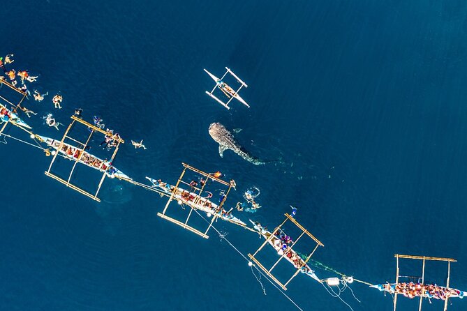 Oslob Whale Shark Private Tour with Sumilon & Tumalog Falls - 3:00 am Pickup and the Long Day Math in Cebu