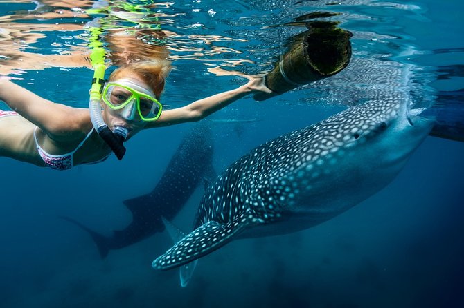 Oslob Whale Shark Snorkeling & Kawasan Canyoning Tour - Key things that make this day trip work
