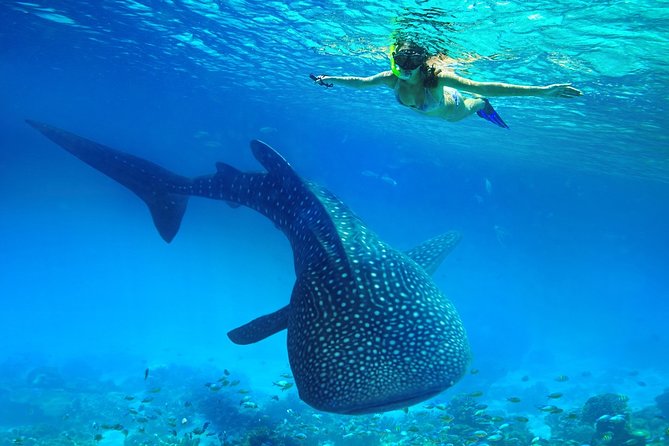 Oslob Whale Shark Snorkeling & Kawasan Canyoning Tour - A very early start out of Cebu—here’s how the day flows