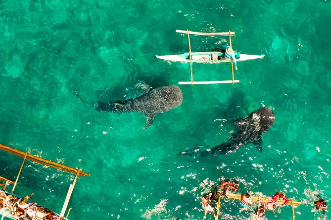 Oslob Whale Shark Snorkeling & Kawasan Canyoning Tour - Who should book—and who should think twice