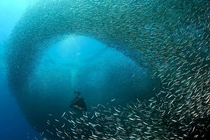 Oslob Whale Shark Snorkeling & Pescador & Sardine Run & Turtle - Why This Oslob–Moalboal Route Feels Like a Full-Strength Underwater Day