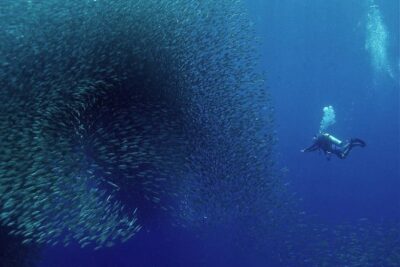 Oslob Whale Shark Snorkeling & Pescador & Sardine Run & Turtle - Price and What You Actually Get for $150