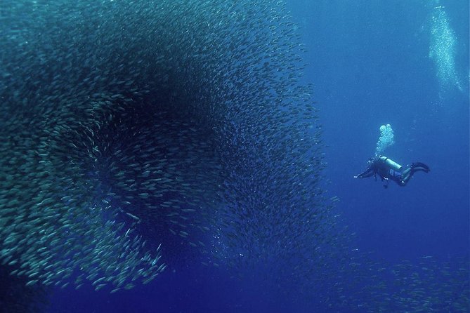 Oslob Whale Shark Snorkeling & Pescador & Sardine Run & Turtle - Price and What You Actually Get for $150
