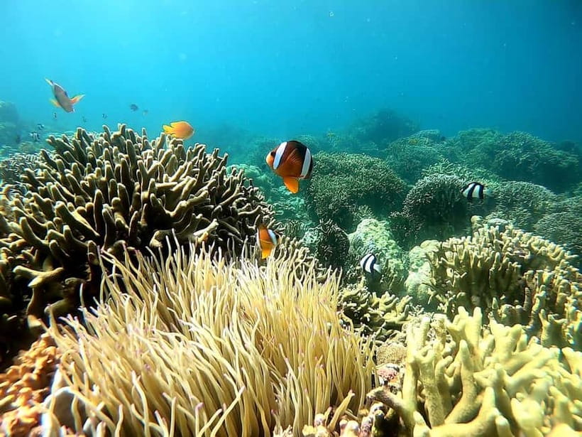 Oslob: Whale Shark Tour with Sumilon & Moalboal Snorkeling - The value of around $81: what you’re really paying for