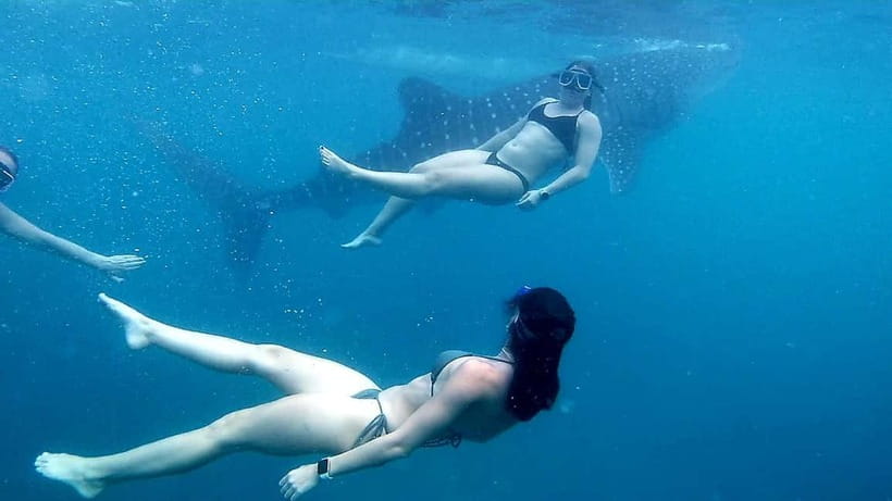 Oslob: Whale Shark Tour with Sumilon & Moalboal Snorkeling - Weather and sea conditions: when plans change