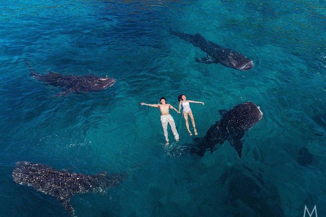 Oslob Whale Shark & Tumalog Falls & Kawasan Falls Canyoneering - Whale sharks at Oslob: what the 30-minute window really feels like