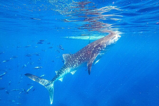Oslob Whale Shark & Tumalog Waterfalls & Sumilon Sandbar - Why this Cebu combo works (and where it might not)