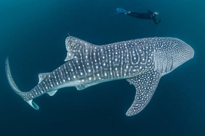 Oslob Whale Shark & Tumalog Waterfalls & Sumilon Sandbar - Tumalog Waterfalls: swimming time after the big animal moment