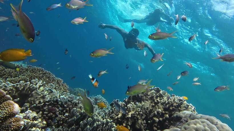 Oslob: Whale Sharks, Inambakan Falls & Moalboal Sardines - Price and value: what $132 buys you