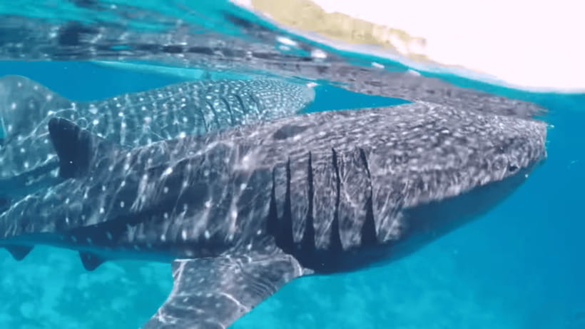 Oslob: Whale Sharks, Tumalog Falls & Sumilon Trio Adventure - Sumilon Island: Snorkeling, Sand, and the Sandbar Rules
