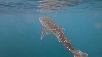 Oslob: Whale Sharks, Tumalog Falls & Sumilon Trio Adventure - Morning Pickup Timing: Getting to Oslob Without Stress