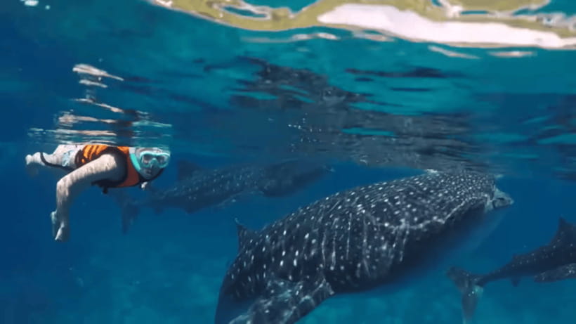 Oslob: Whale Sharks, Tumalog Falls & Sumilon Trio Adventure - What You’re Really Paying For (and Why $103 Can Make Sense)